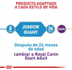 Giant Junior
